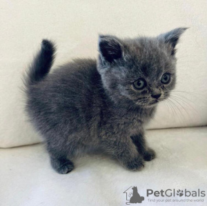 Photo №1. british shorthair - à vendre en ville de Miami | 265€ | Annonce № 77890