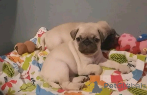 Photo №4. Je vais vendre carlin en ville de Bristol. annonce privée - prix - 1200€