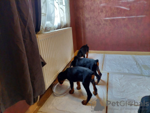 Photos supplémentaires: Vente de chiots Doberman pure race âgés de 2 mois.