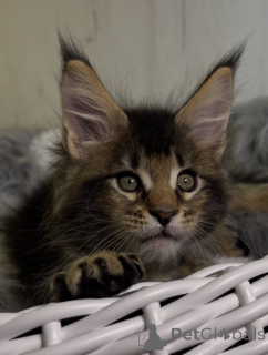 Photo №1. maine coon - à vendre en ville de Alabama | 1€ | Annonce № 161206