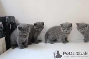 Photo №2 de l'annonce № 96087 de la vente british shorthair - acheter à Allemagne 