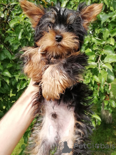 Photo №2 de l'annonce № 108998 de la vente biewer yorkshire terrier, yorkshire terrier - acheter à Estonie annonce privée, de la fourrière, éleveur