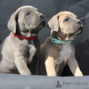 Photo №2 de l'annonce № 135619 de la vente cane corso - acheter à Allemagne éleveur
