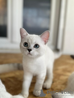 Photo №4. Je vais vendre british shorthair en ville de Belgrade. annonce privée - prix - négocié