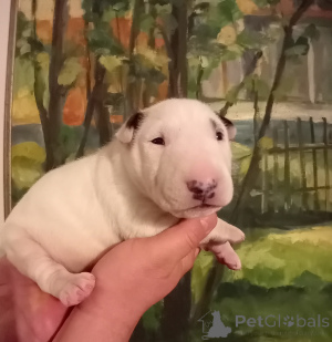 Photo №2 de l'annonce № 50291 de la vente bull terrier - acheter à Pologne annonce privée