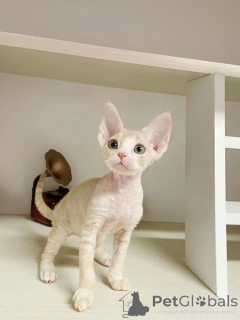 Photo №3. Peterbald. Allemagne