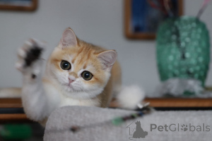 Photo №1. british shorthair - à vendre en ville de Istanbul | 2656€ | Annonce № 153756