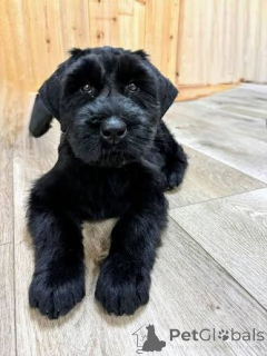 Photo №3. Chiots Schnauzer Géant de créateurs. Irlande