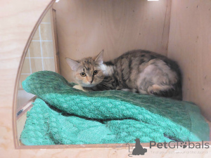 Photo №1.  - à vendre en ville de Khimki | Gratuit | Annonce № 166394