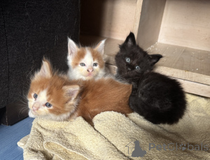 Photo №2 de l'annonce № 175322 de la vente maine coon - acheter à France 