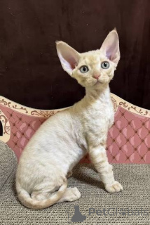 Photo №4. Je vais vendre cornish rex en ville de Anderlecht. annonce privée, éleveur - prix - négocié
