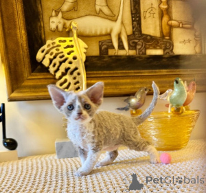 Photo №1. maine coon - à vendre en ville de Rüdersdorf | 450€ | Annonce № 166310