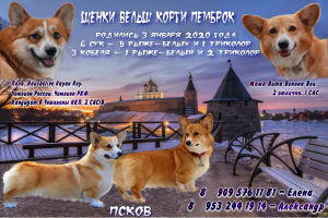 Photo №1. welsh corgi - à vendre en ville de Pskov | 729€ | Annonce №4879