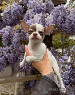 Photo №1. chihuahua - à vendre en ville de Prague | négocié | Annonce №171205