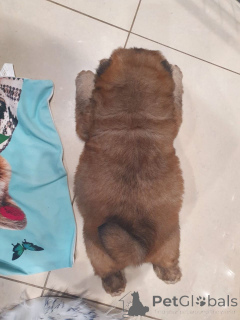 Photo №3. Chiots Chow Chow formés à la propreté disponibles. La finlande