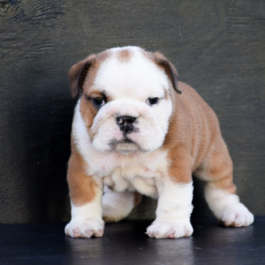 Photo №1. bulldog anglais - à vendre en ville de Samara | Négocié | Annonce №3703