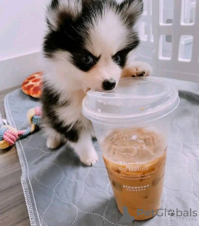 Photo №1.  - à vendre en ville de Chicago | négocié | Annonce №161317