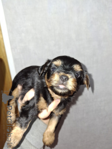 Photo №1. biewer yorkshire terrier, yorkshire terrier - à vendre en ville de Vilnius | 700€ | Annonce №160161