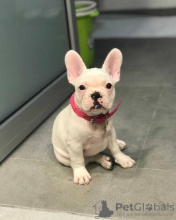 Photo №1. bouledogue - à vendre en ville de Tübingen | 950€ | Annonce №110350