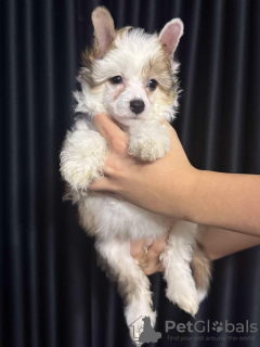 Photo №2 de l'annonce № 131413 de la vente chien chinois à crête - acheter à Slovaquie éleveur