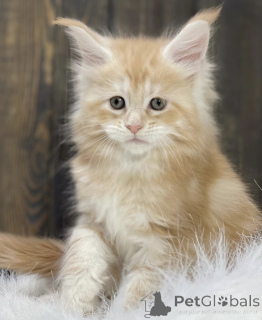Photo №1. maine coon - à vendre en ville de Bellaire | 494€ | Annonce № 161714