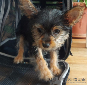 Photo №4. Je vais vendre yorkshire terrier en ville de Illinois City. annonce privée - prix - 379€