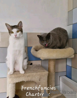 Photos supplémentaires: Adorable toilet trained chartreux