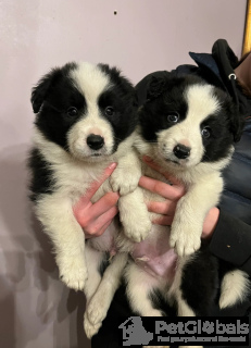 Photo №2 de l'annonce № 134628 de la vente border collie - acheter à La finlande 