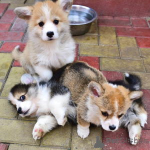 Photo №1. welsh corgi - à vendre en ville de Fracasse | Gratuit | Annonce №150722