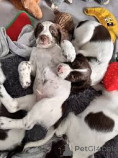 Photo №3. Engelse Springer Spaniel-puppy's acheter. Belgique