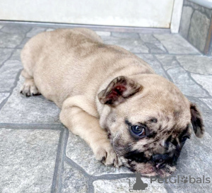 Photo №1. bouledogue - à vendre en ville de Prokuplje | négocié | Annonce №113032