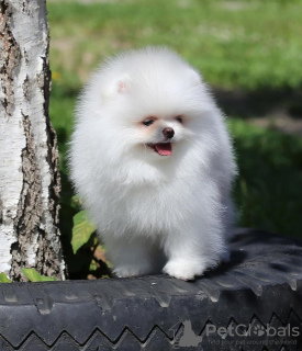 Photo №3. Poméranien Spitz Pomerankov. L'Autriche