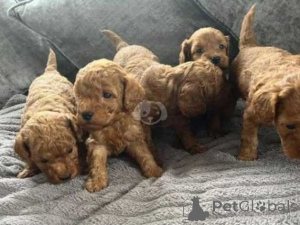 Photo №3. Les chiots Cockapoo recherchent leur maison à fourrure..viber.639463422605. Les philippines