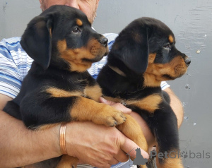 Photo №2 de l'annonce № 158982 de la vente rottweiler - acheter à La Lettonie annonce privée, éleveur