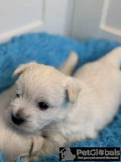 Photo №3. West Highland White terrier masculin FCI. Pologne
