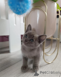 Photo №1. balinais - à vendre en ville de Cremlingen | 350€ | Annonce № 154153