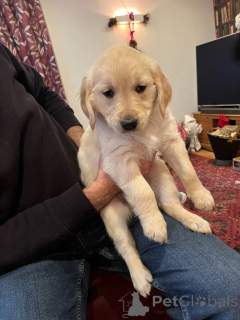 Photo №1. golden retriever - à vendre en ville de Anvers | Gratuit | Annonce №161607