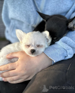 Photo №3. Chiots chihuahua pour adoption https // wa.me / 1 (728) 217-5659. Canada