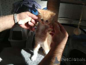 Photo №3. Chatons purs Maine Coon à vendre. Allemagne