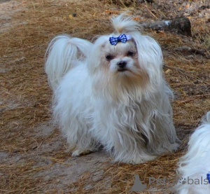 Photo №3. Le club maltais KSU FCI est à vendre en conjonction avec la sortie au-delà de la. Ukraine