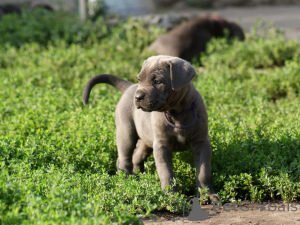 Photo №2 de l'annonce № 171212 de la vente cane corso - acheter à Pologne éleveur