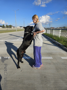 Photo №4. Je vais vendre cane corso en ville de Mogilyov. éleveur - prix - 1400€