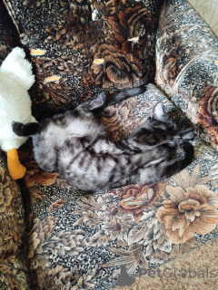 Photo №1. bengal - à vendre en ville de Kazan | 10780€ | Annonce № 147045