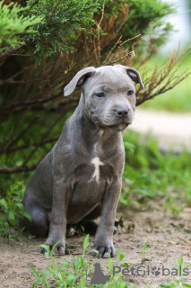 Photos supplémentaires: Filles American Staffordshire Bull Terrier