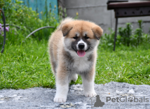 Photo №1. akita (chien) - à vendre en ville de Cherkassky Bishkin | négocié | Annonce №50488