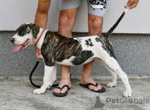 Photo №1. bouledogue américain - à vendre en ville de Kovin | négocié | Annonce №114219