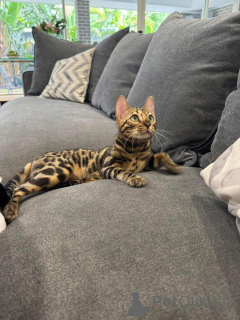 Photo №1. bengal - à vendre en ville de Carouge | 750€ | Annonce № 152751