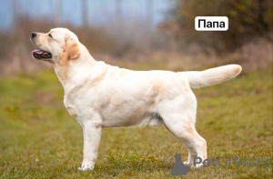 Photo №4. Je vais vendre labrador retriever en ville de Добра-Вода. annonce privée - prix - 750€