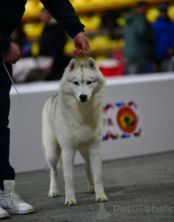 Photo №3. Husky sibérien à vendre mâle. Serbie