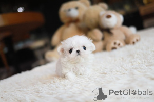 Photo №4. Je vais vendre bichon maltais en ville de Oklahoma City. éleveur - prix - négocié